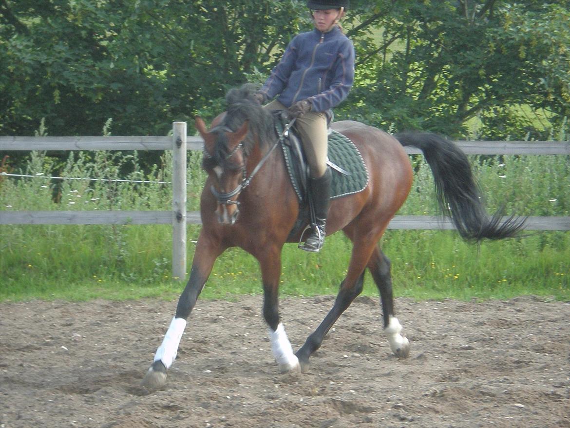 Tysk Sportspony Chantree billede 1