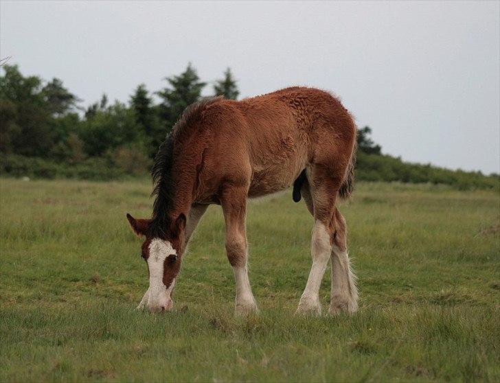 Shire Shirefarm Braveheart - solgt billede 4