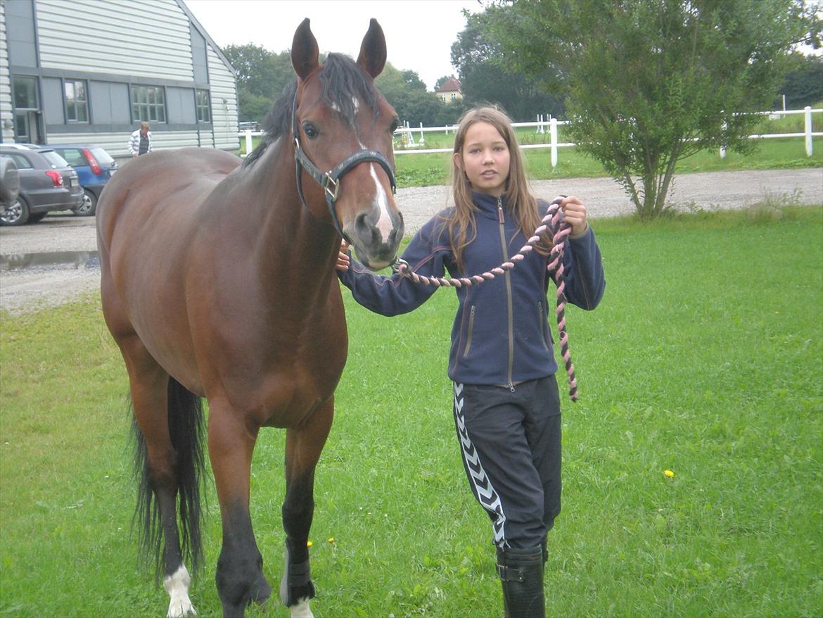 Tysk Sportspony Chantree billede 2