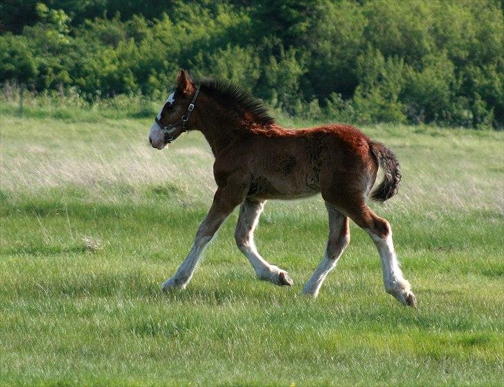 Shire Shirefarm Braveheart - solgt billede 5