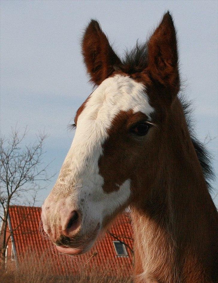 Shire Shirefarm Braveheart - solgt billede 7