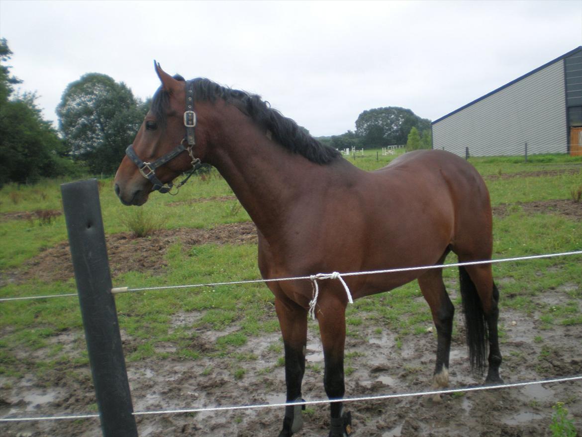 Tysk Sportspony Chantree billede 3