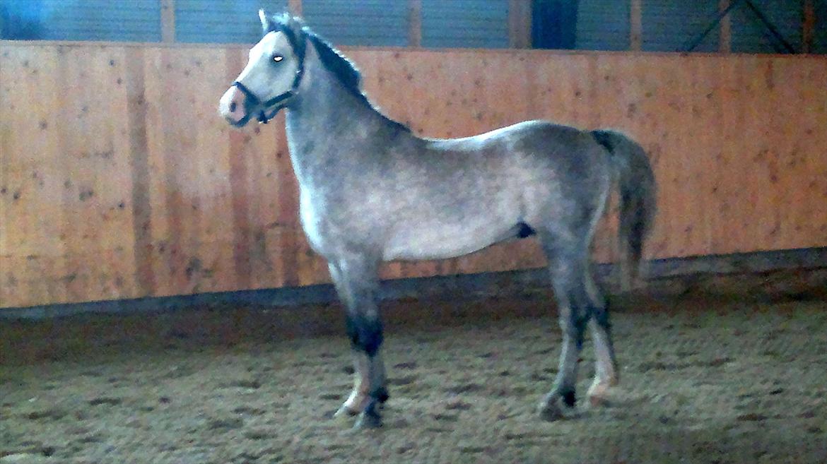 Welsh Pony (sec B) Bjerregårds Belissimo - Vildpony Belissimo, første gang i ridehus - en meget farlig og stor kasse der spiser ponyer billede 10