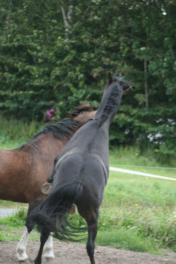 Welsh Pony af Cob-type (sec C) || Master <3 || - © Amanda Clausen.  billede 8