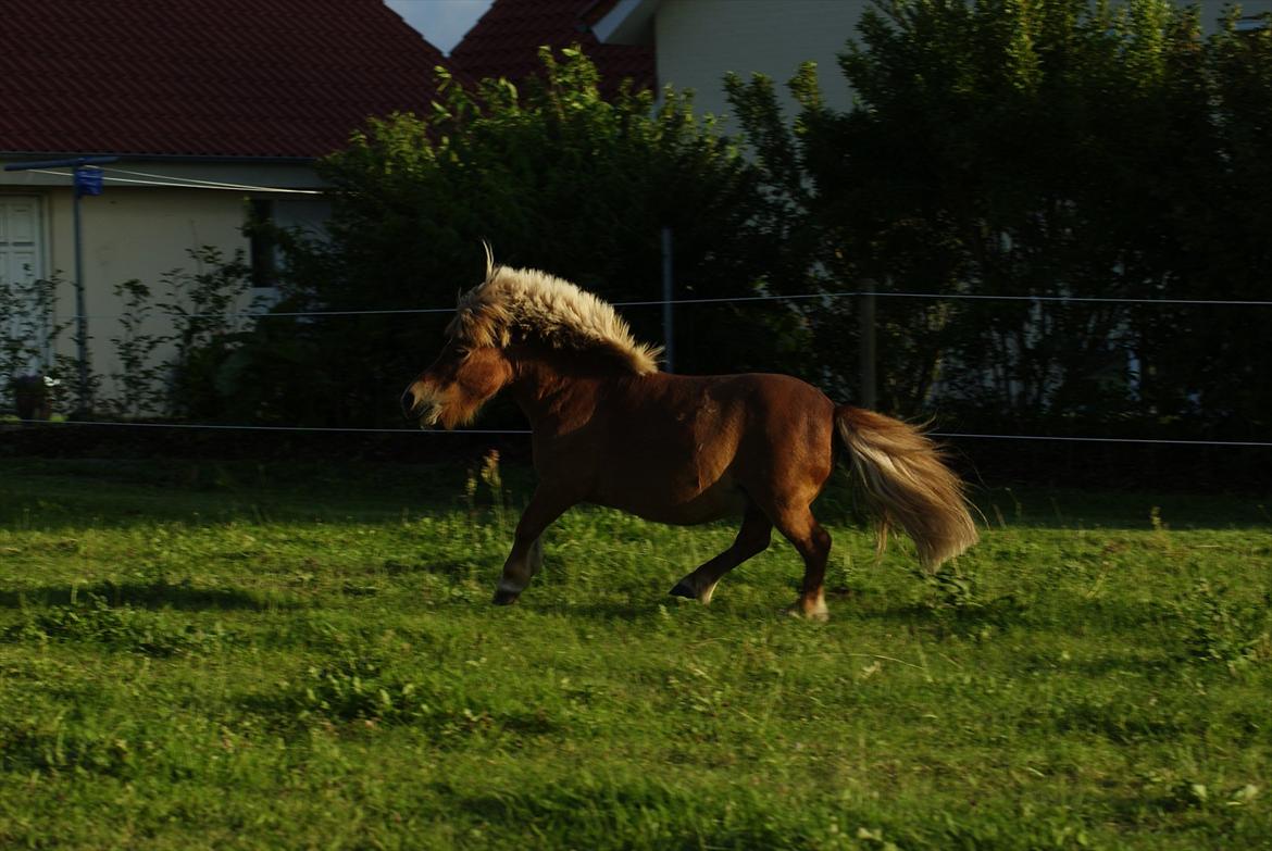 Shetlænder Pedro (givet væk) billede 9