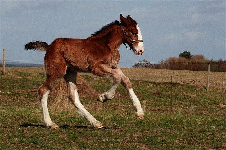 Shire Shirefarm Braveheart - solgt billede 10