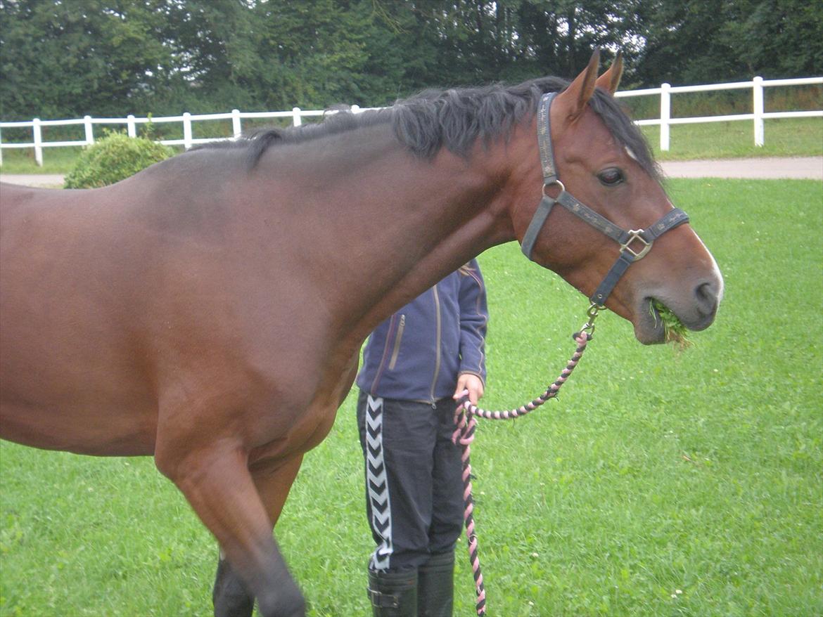 Tysk Sportspony Chantree billede 4