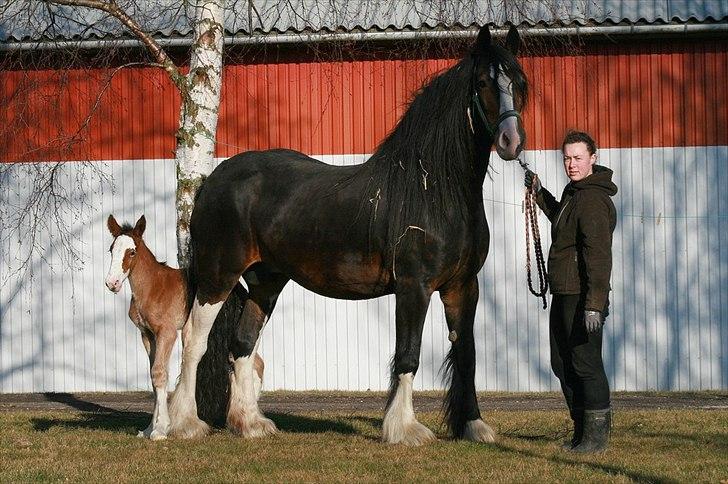 Shire Shirefarm Braveheart - solgt billede 11