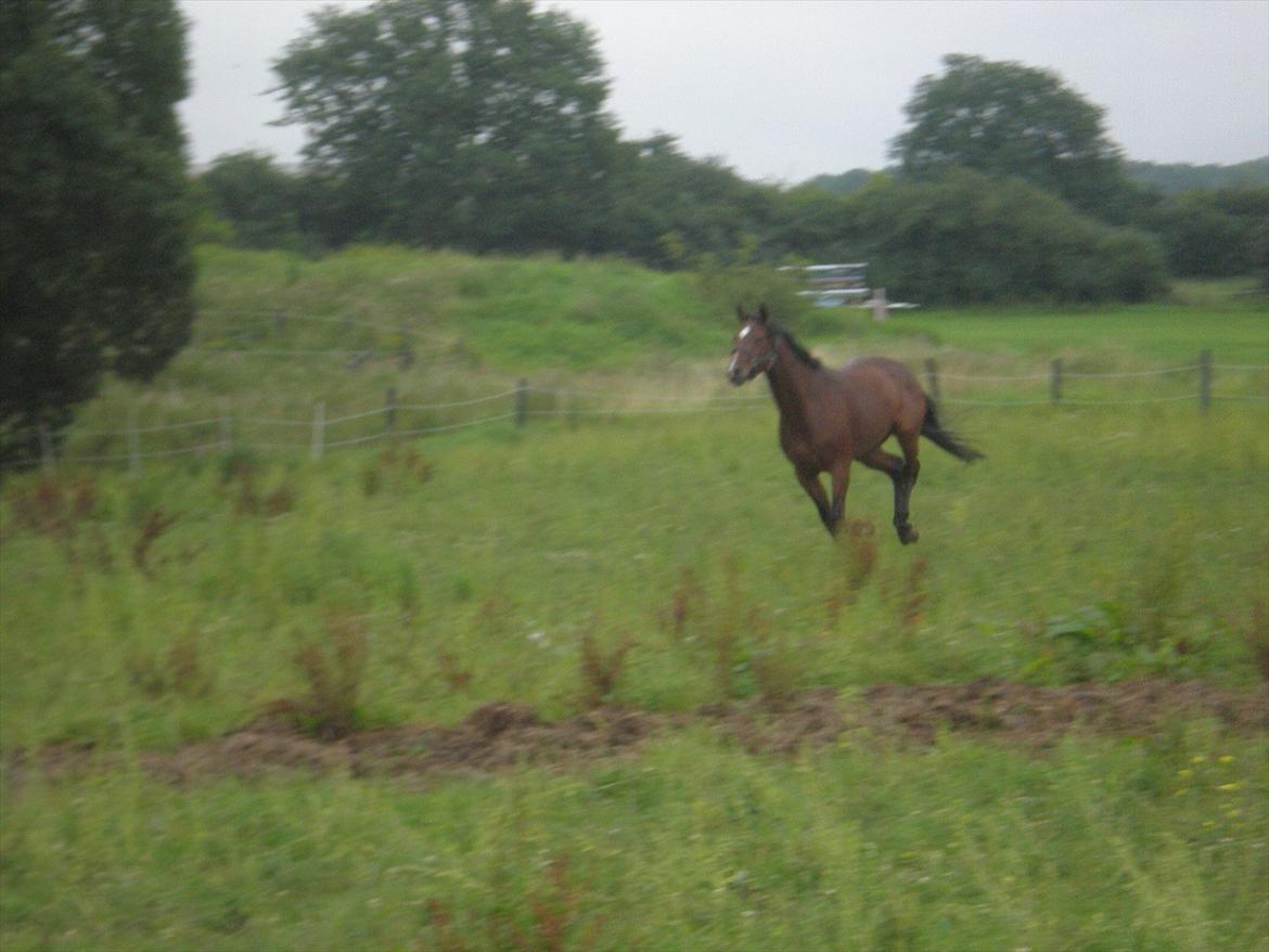 Tysk Sportspony Chantree billede 5