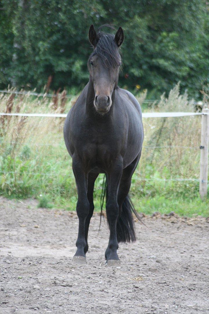 Welsh Pony af Cob-type (sec C) || Master <3 || - © Amanda Clausen.  billede 9