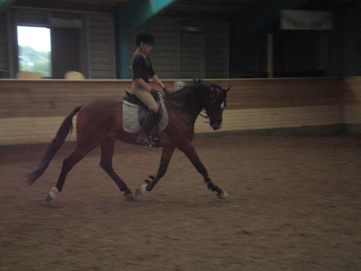 Tysk Sportspony Chantree billede 6