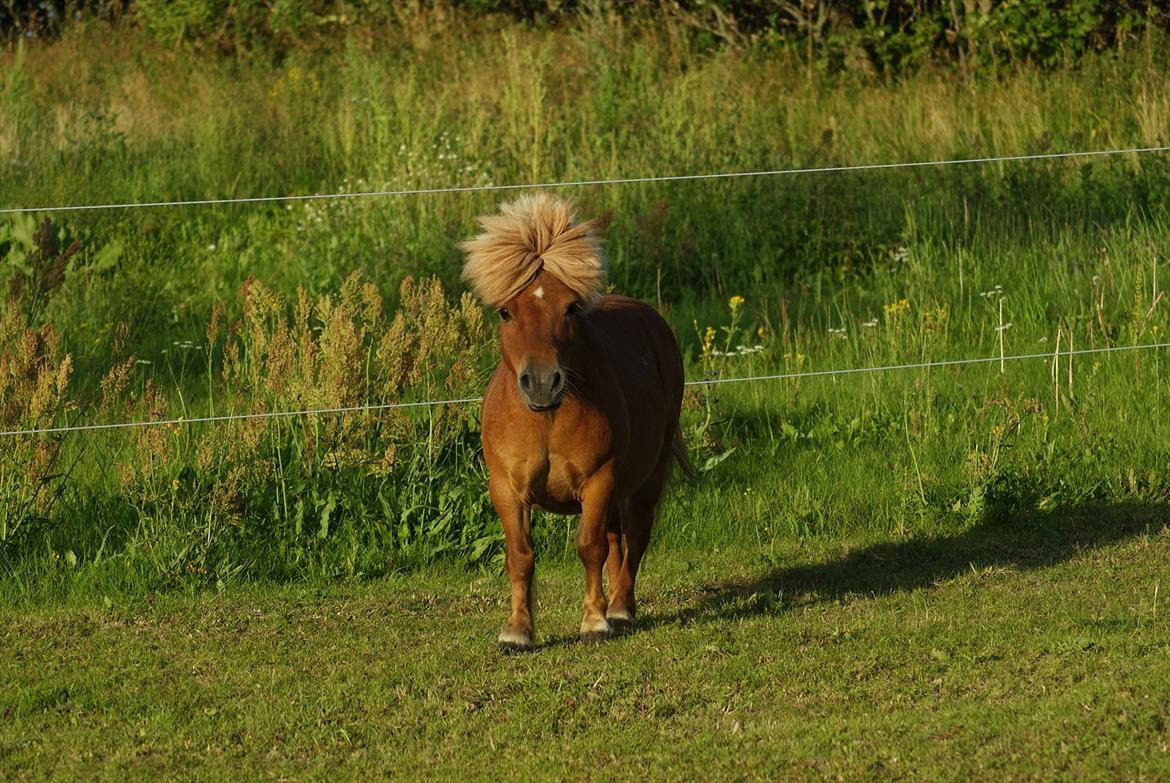 Shetlænder Pedro (givet væk) billede 7