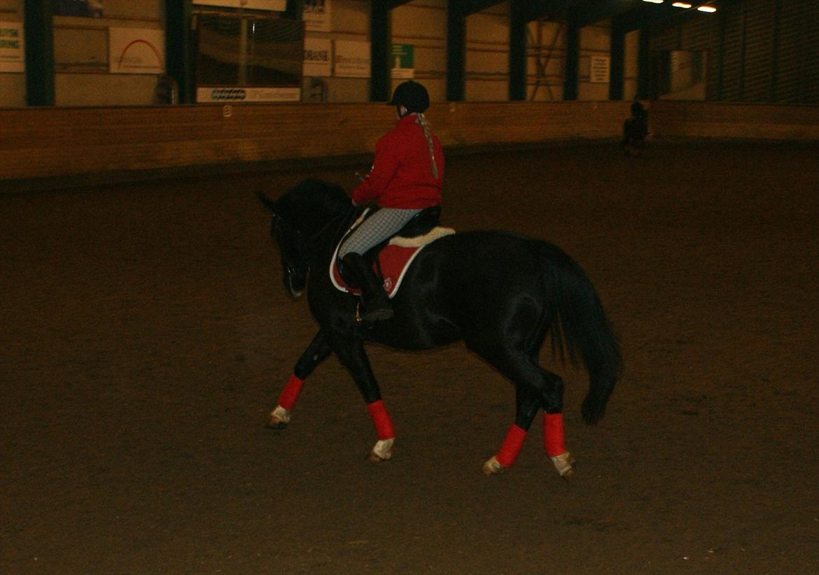 Oldenborg   Miranda Himmelhest  :'( <3 billede 19