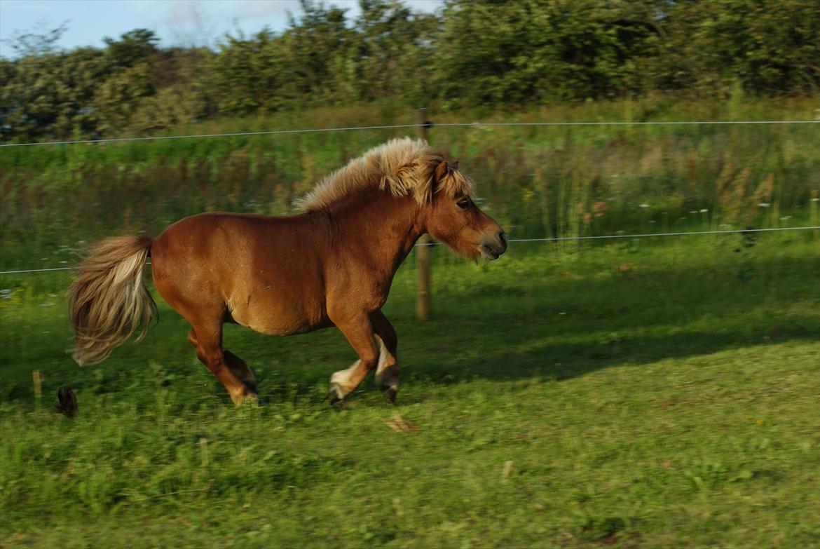 Shetlænder Pedro (givet væk) - Tyk og utrolig chamerene, ja det er min Pedro:) billede 13