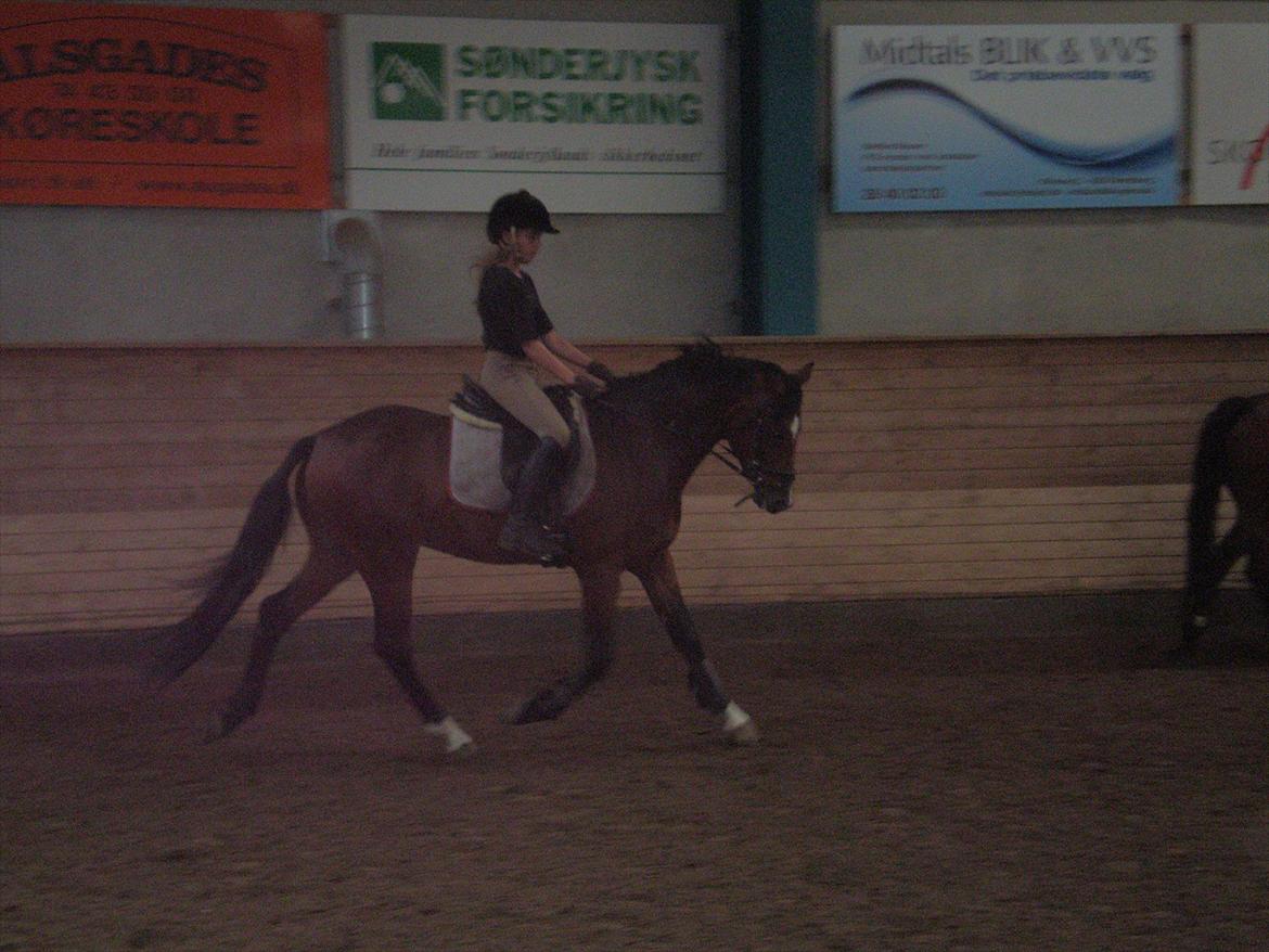 Tysk Sportspony Chantree billede 7