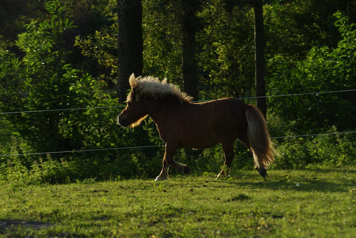 Shetlænder Pedro (givet væk) billede 6