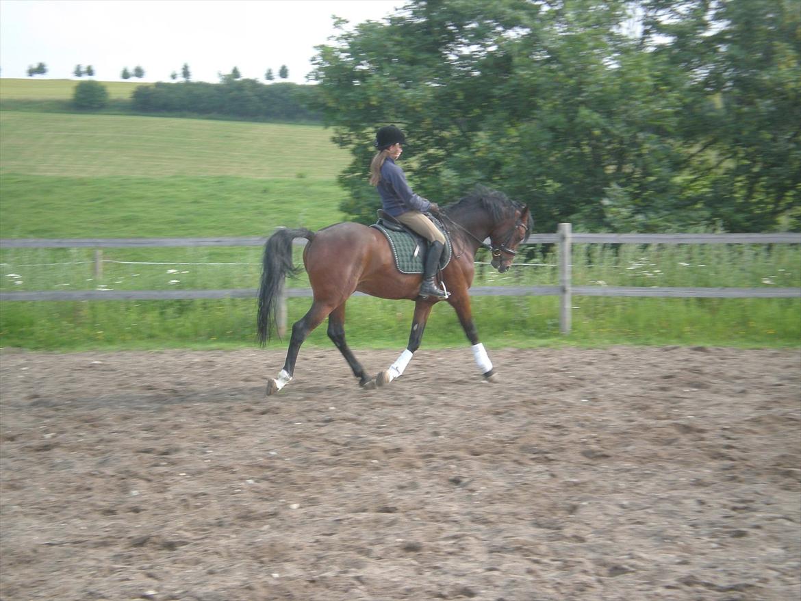 Tysk Sportspony Chantree billede 8