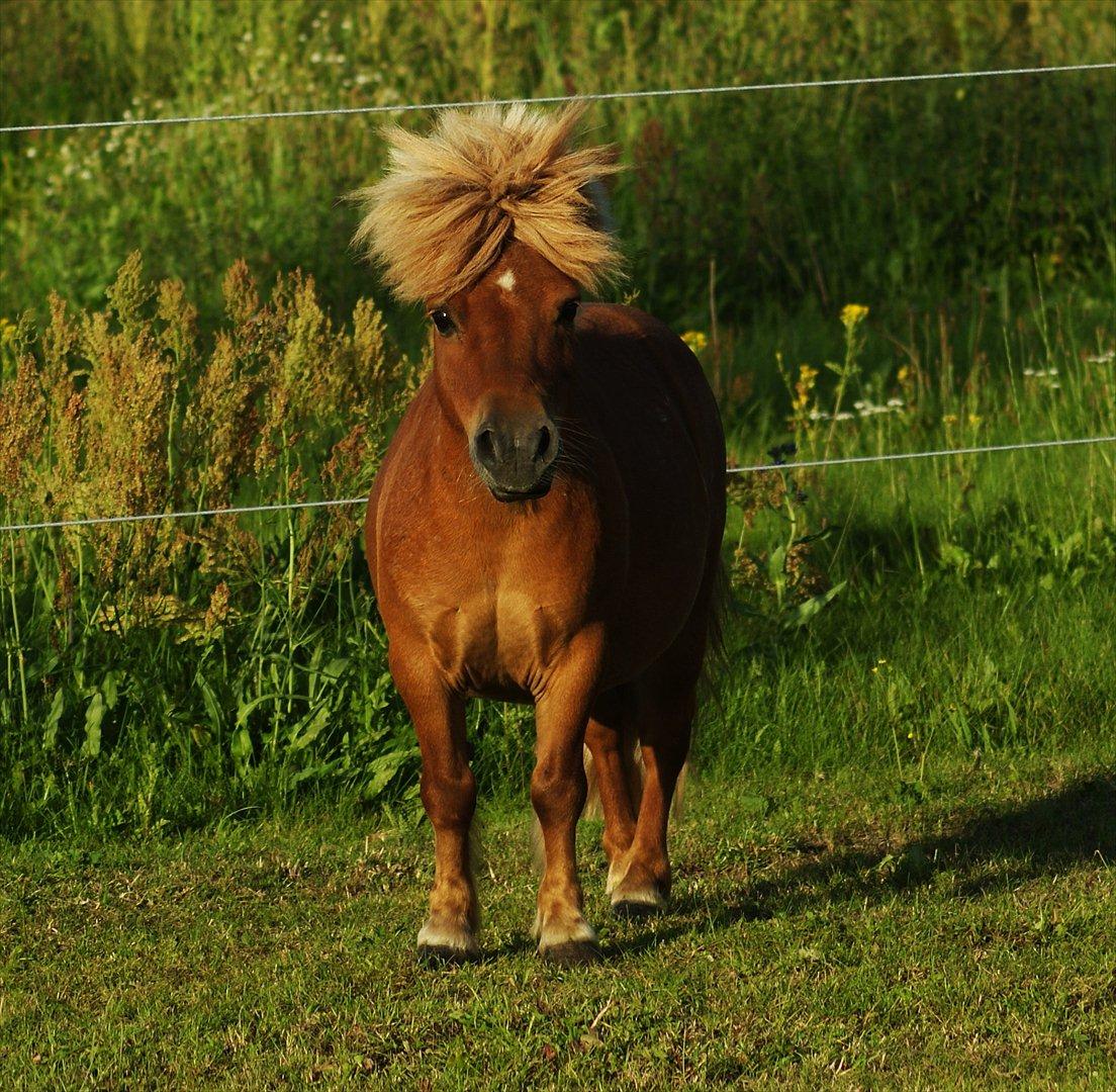 Shetlænder Pedro (givet væk) - Er han ikke skøn? billede 5