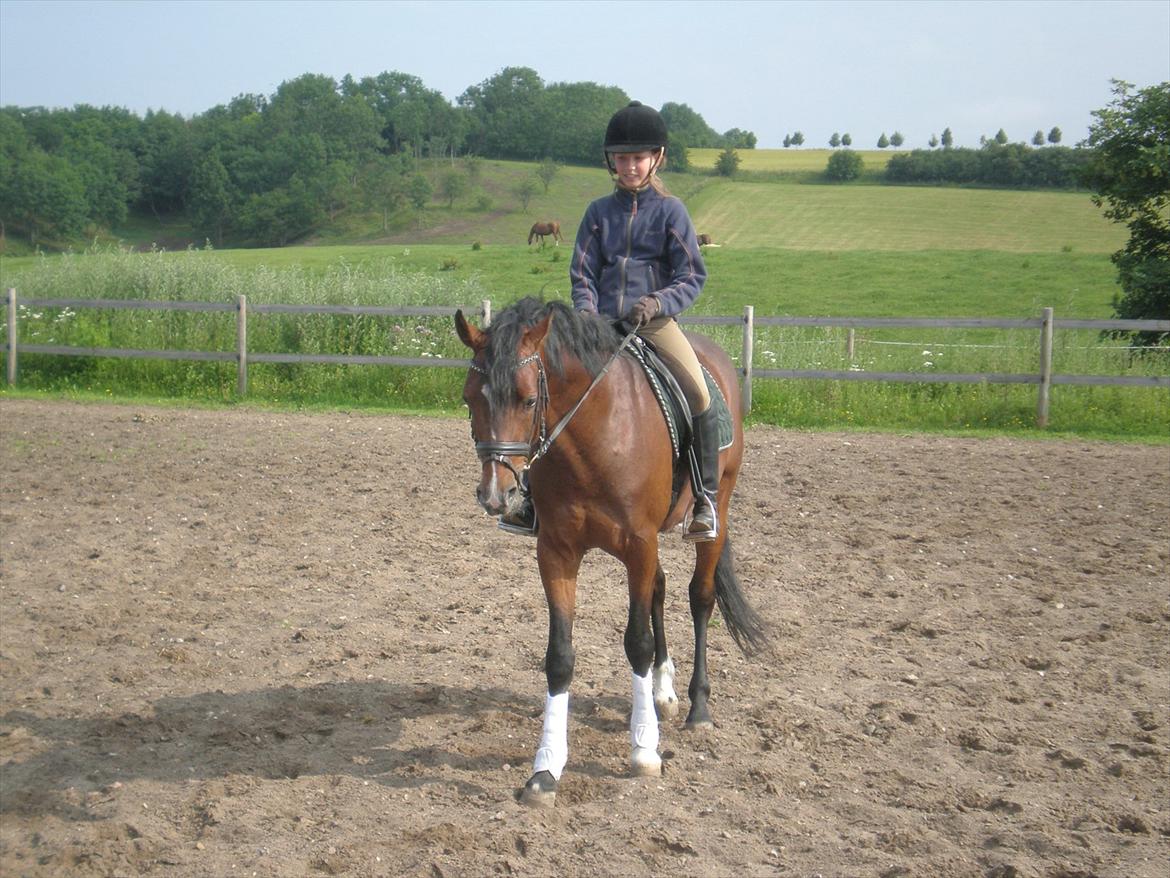 Tysk Sportspony Chantree billede 9