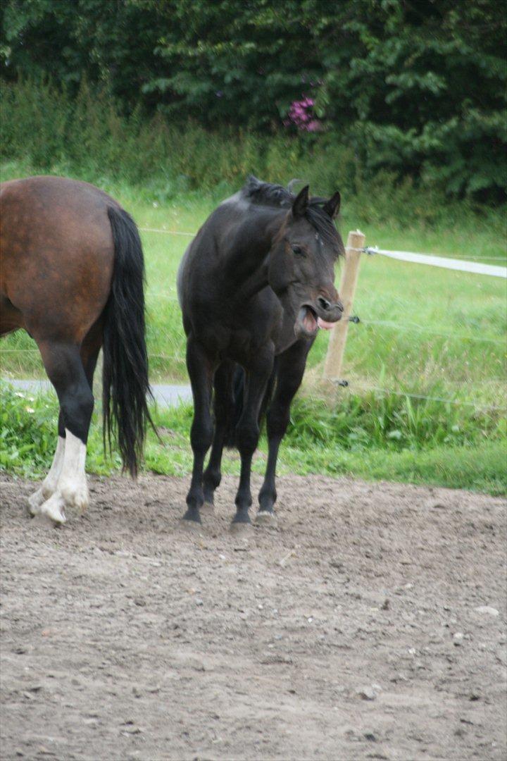 Welsh Pony af Cob-type (sec C) || Master <3 || - © Amanda Clausen.  billede 10