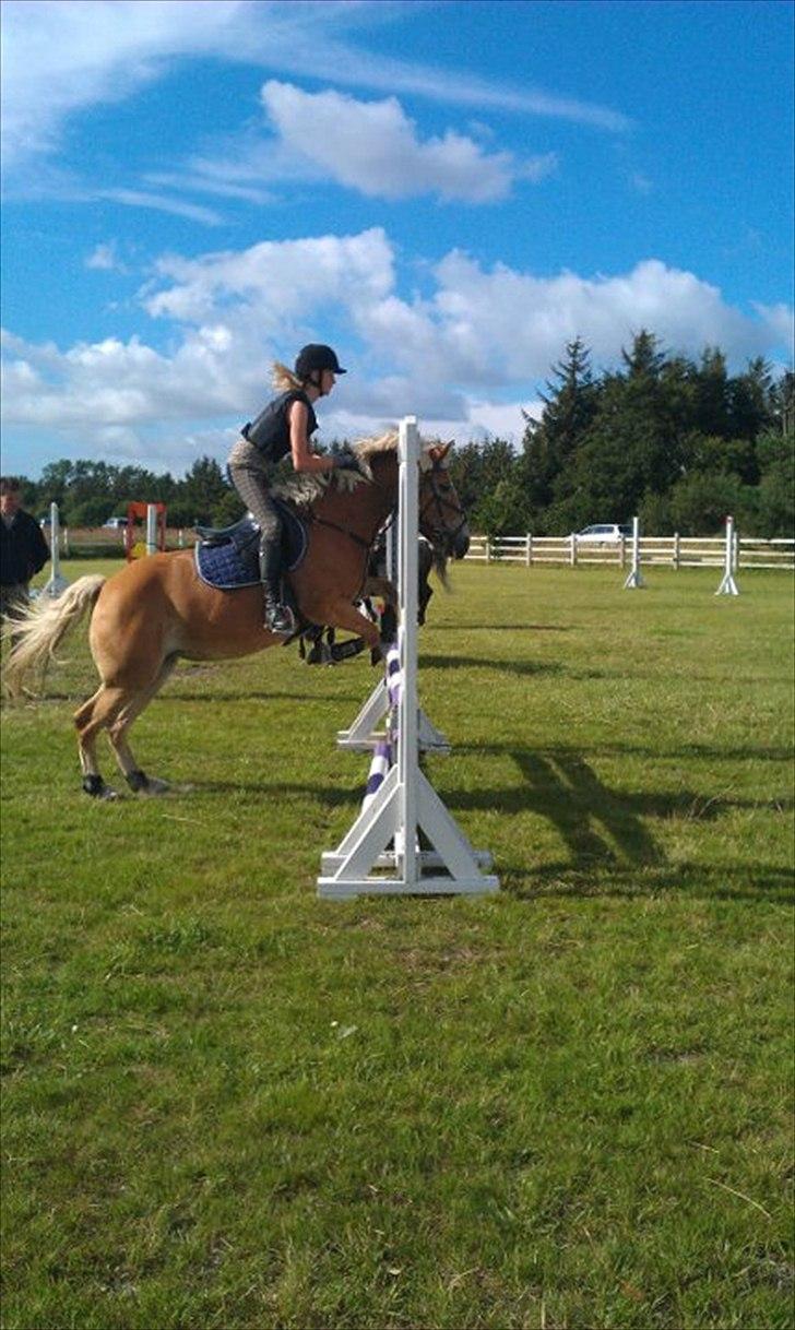 Haflinger Cirkeline<3 billede 7