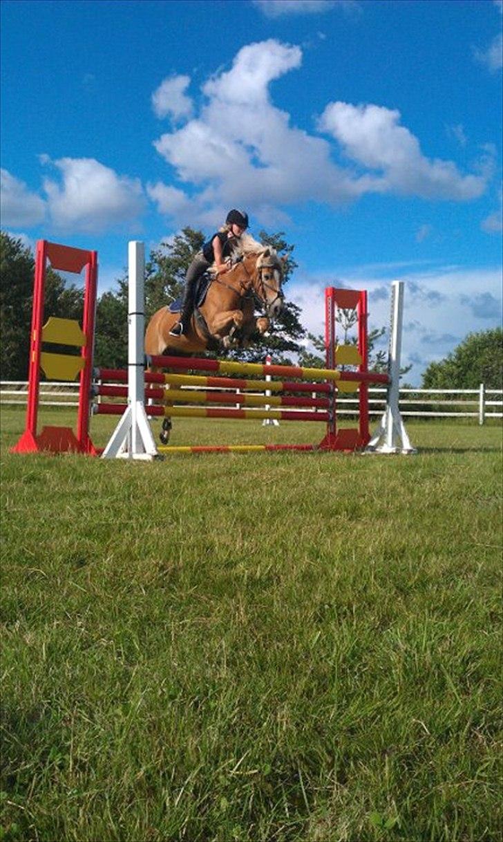 Haflinger Cirkeline<3 billede 8