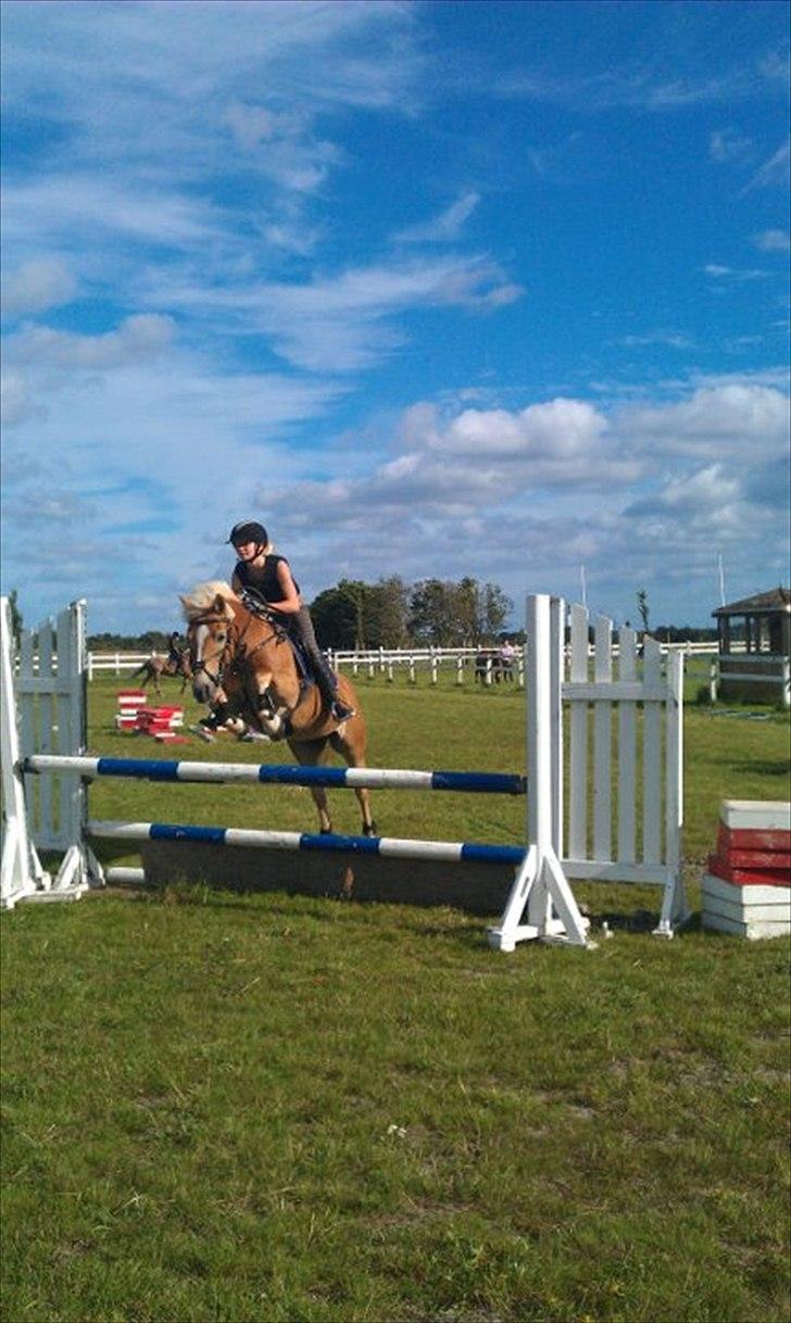 Haflinger Cirkeline<3 billede 9