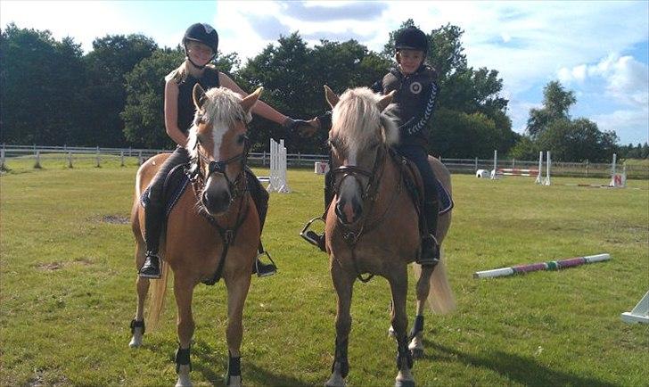 Haflinger Cirkeline<3 billede 10