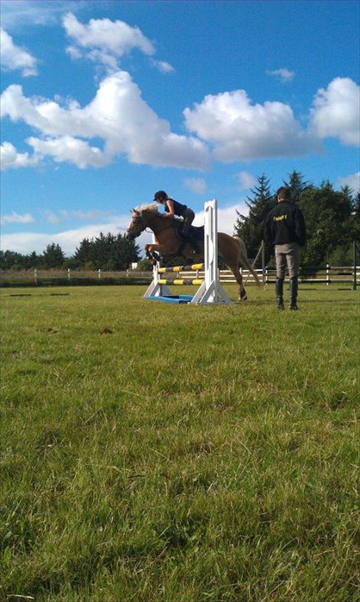 Haflinger Cirkeline<3 billede 11