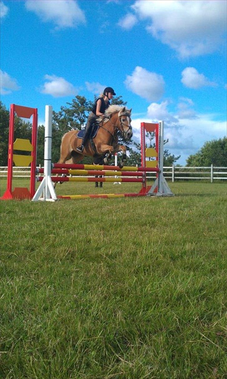 Haflinger Cirkeline<3 billede 12