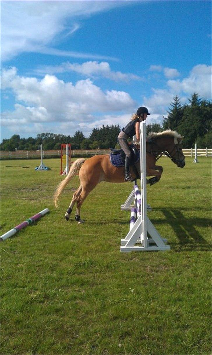 Haflinger Cirkeline<3 billede 13