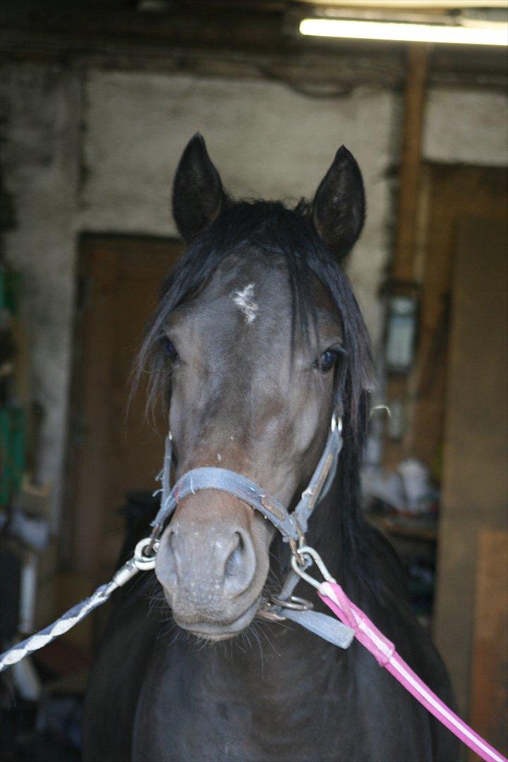 Welsh Pony af Cob-type (sec C) || Master <3 || - © Amanda Clausen.  billede 11