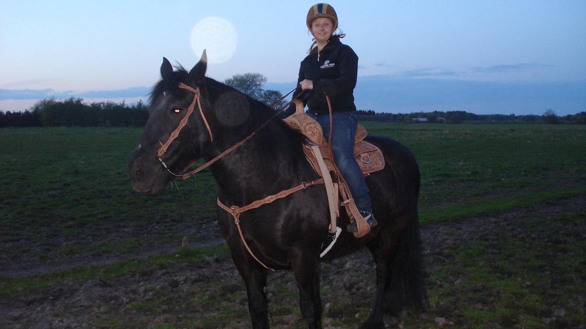 Frieser Daisy - Her er jeg som western hest billede 12