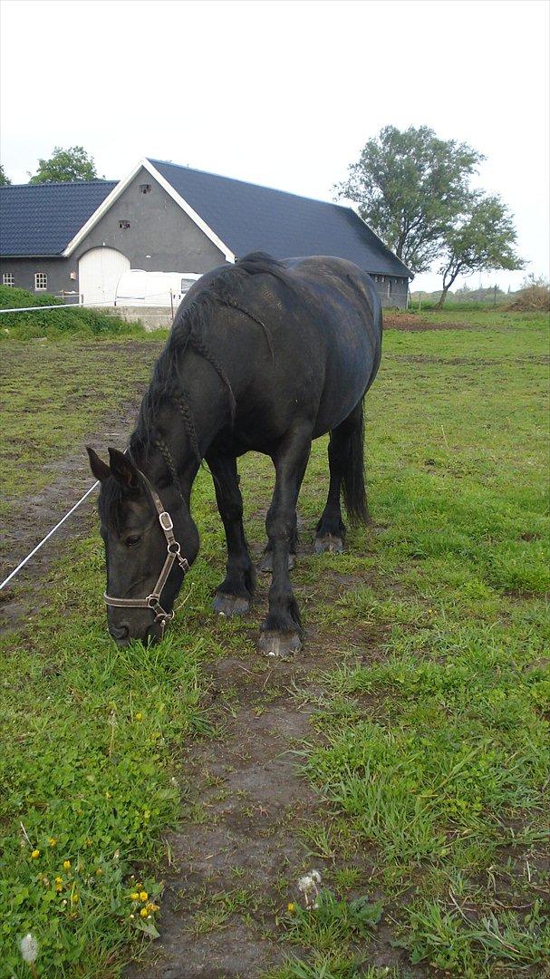 Frieser Daisy - Græs...mmm..Græs billede 3