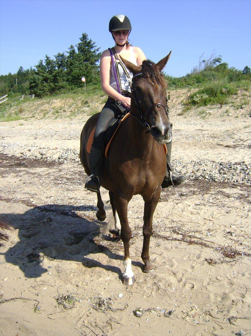 Anden særlig race Agapi - Camilla og Prinsssen ved stranden billede 16