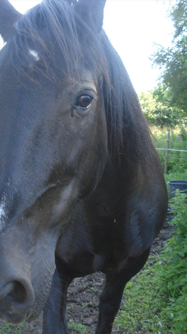 Frieser Daisy - Du kan slet ikke stå for mig, jeg er så dejlig en hest billede 1