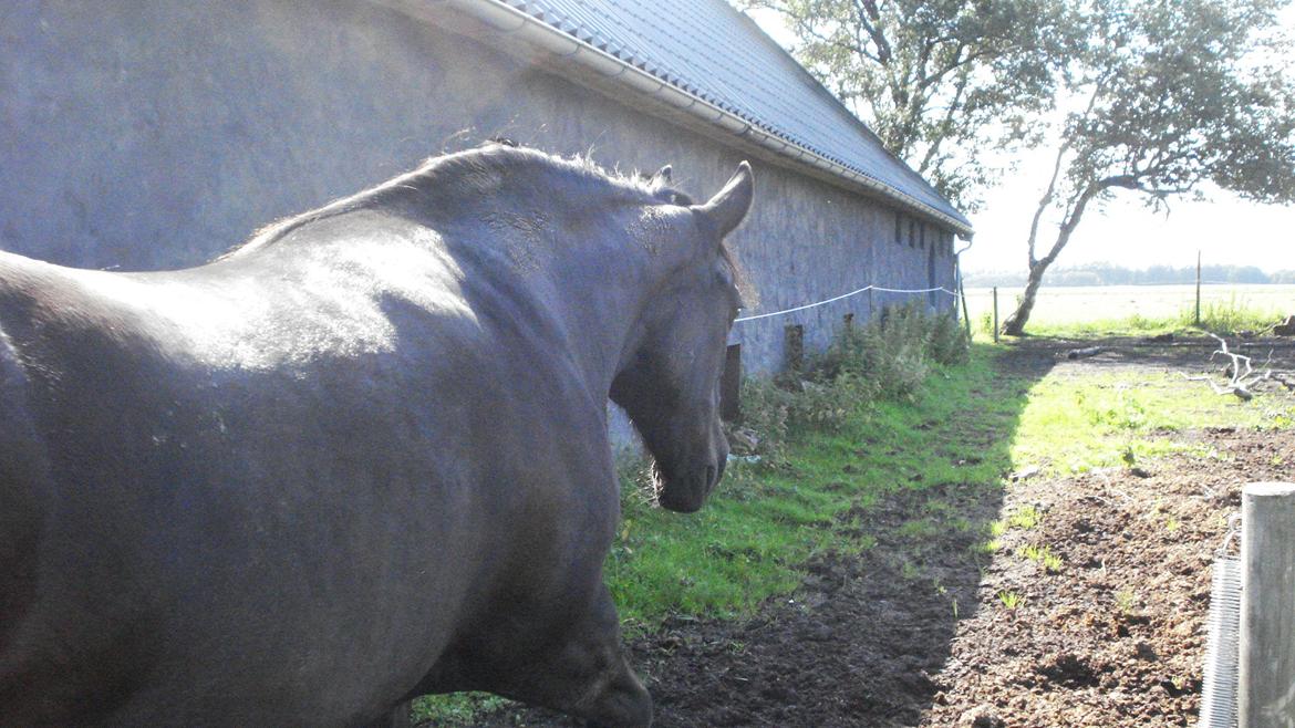 Frieser Daisy - Jeg ser jo tyk ud fra denne vinkel! billede 2