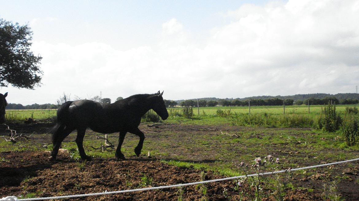 Frieser Daisy - jeg er...ikke træt! billede 4