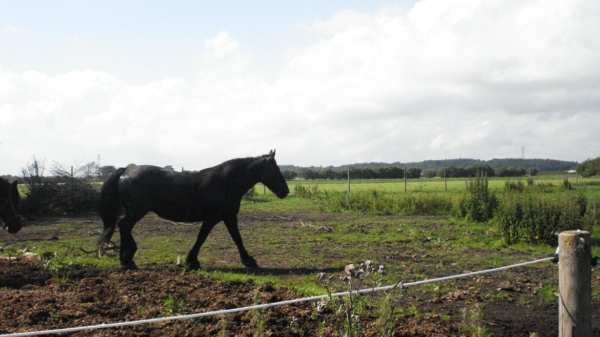 Frieser Daisy - Jeg er træt...jeg er ikke træt... billede 5