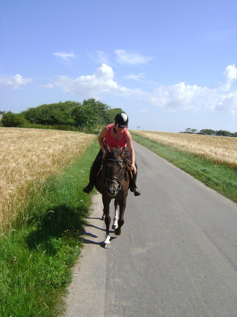 Anden særlig race Agapi - SÅÅ dygtig hypse!! billede 18