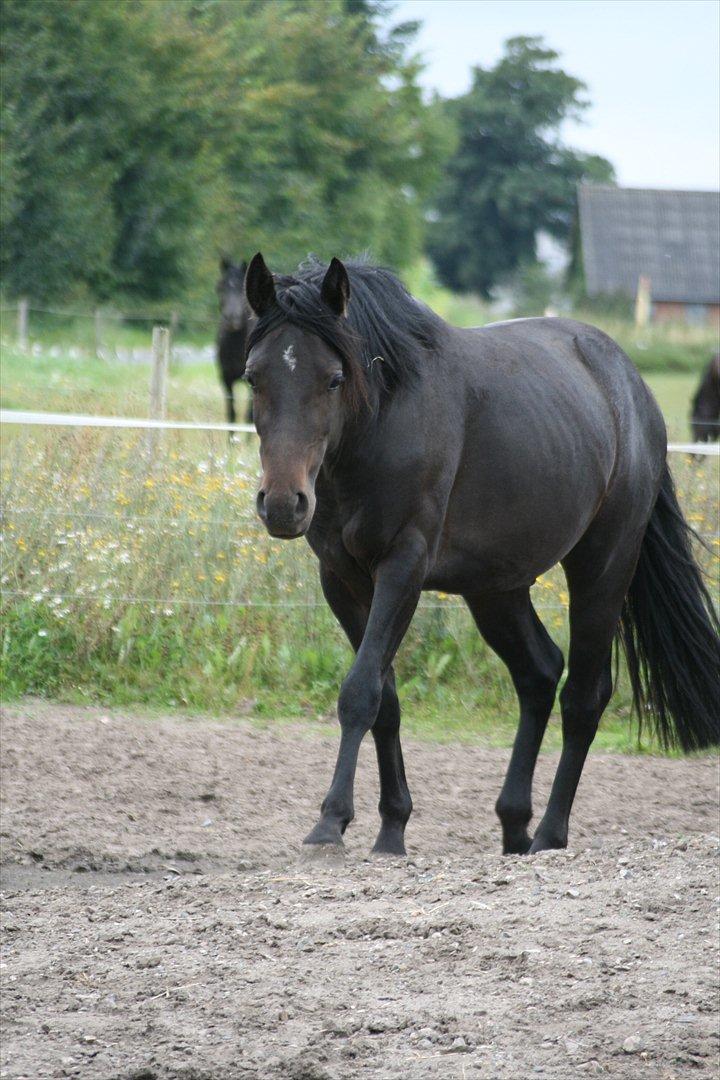 Welsh Pony af Cob-type (sec C) || Master <3 || - © Amanda Clausen.  billede 13