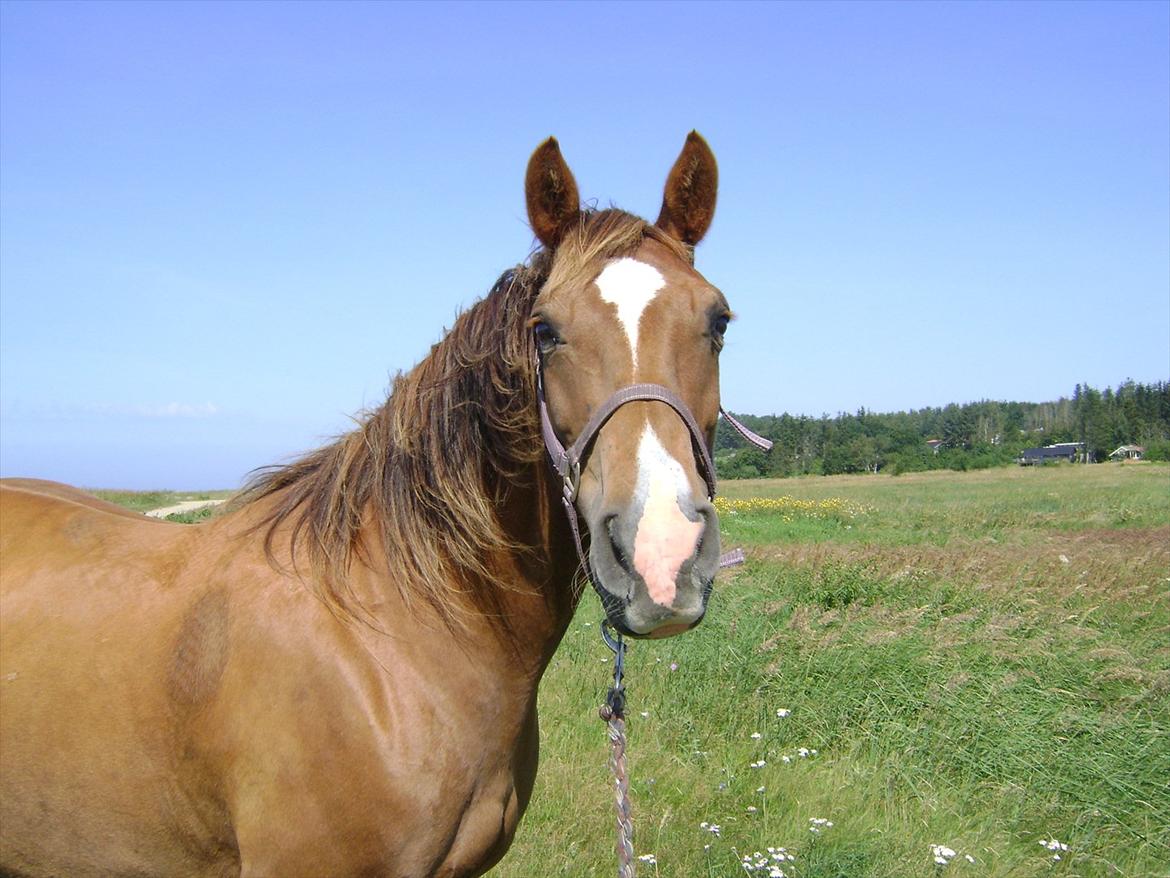 Anden særlig race Kiaya - Behøver jeg at forklare hvorfor jeg faldt for hende??? billede 21