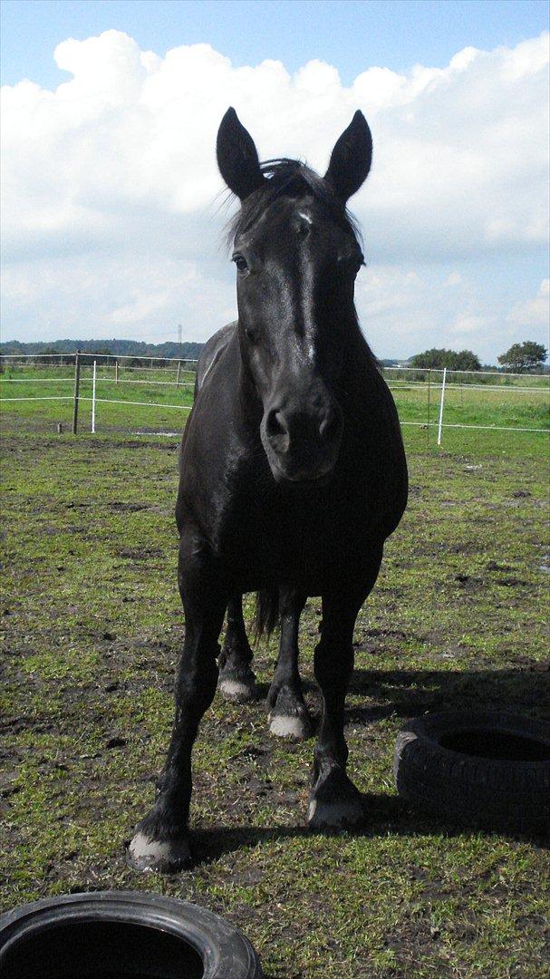 Frieser Daisy - Hej! vil du klappe mig billede 7