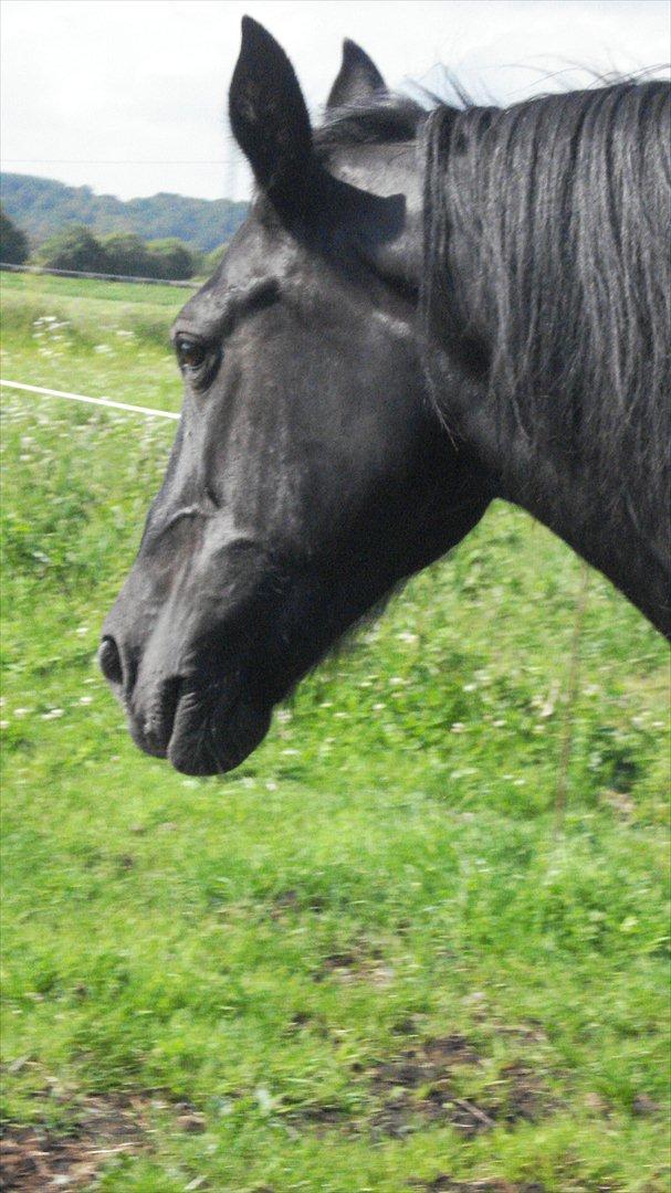 Frieser Daisy - Jeg ser......græs, og græs billede 8