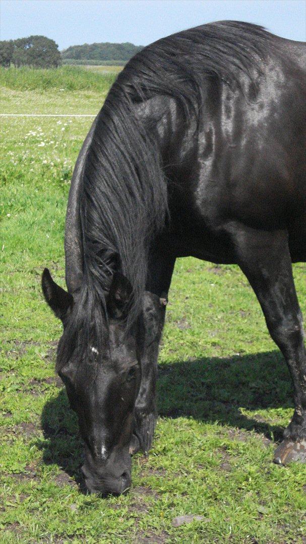Frieser Daisy - mmm...Græs, græs billede 9