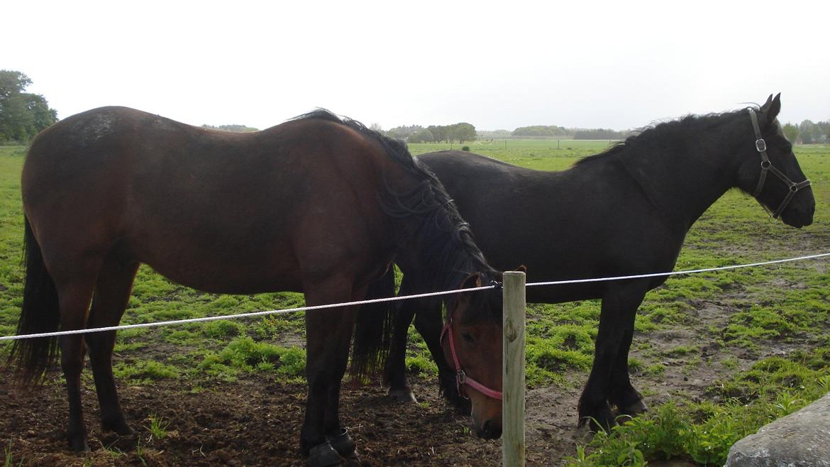 Frieser Daisy - Her er jeg sammen med mig gode ven Mingus De Jeosolo billede 14