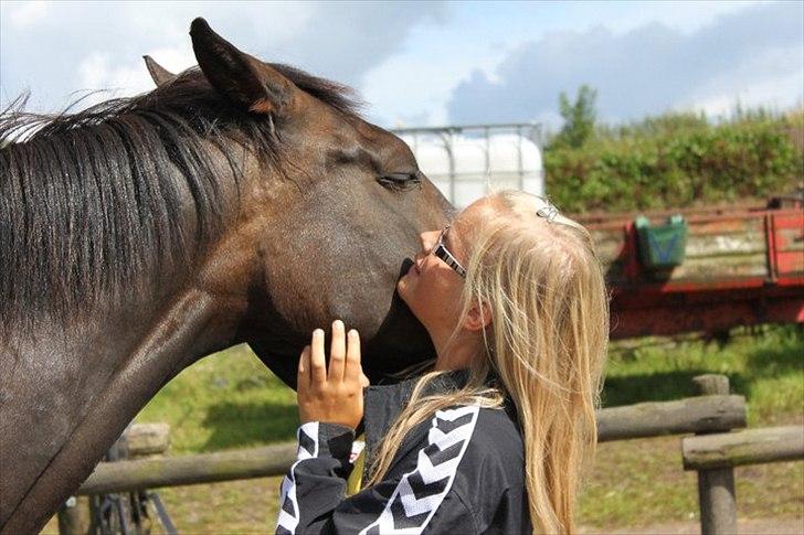 Dansk Varmblod Vesterhavegaard´s Deuchet Epona - Deuchet hviler med hovdet på min skulder :´)<3 foto Johanne billede 18