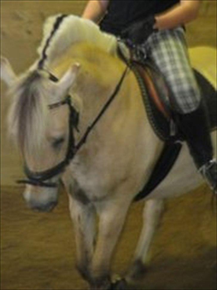 Fjordhest Pouline - <3
- Beklager kvaliteten.. billede 3