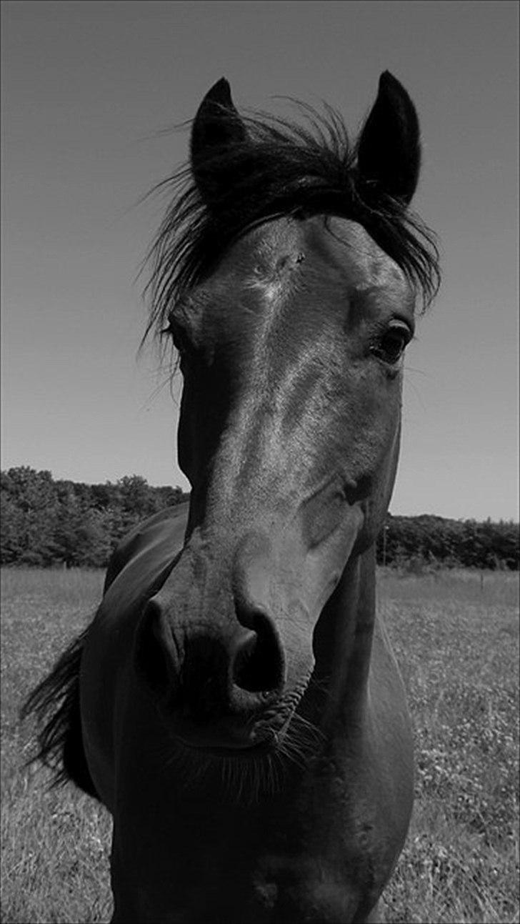 Anden særlig race Domino  - velkommen :D billede 1