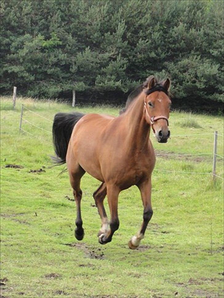 Anden særlig race Domino  billede 20